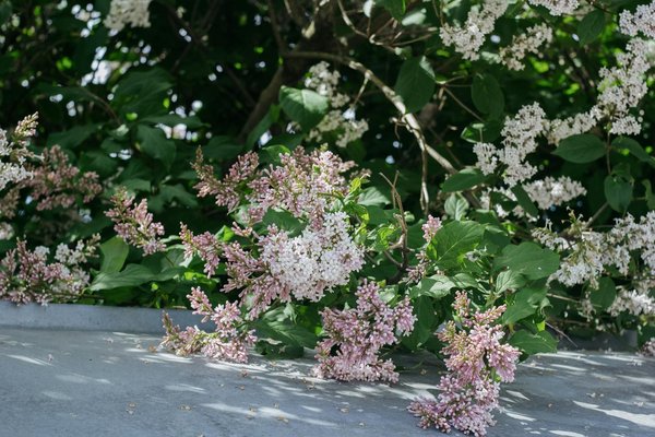 Transformez votre espace piscine : Intégrez des œuvres d"art contemporain pour un design exceptionnel!
